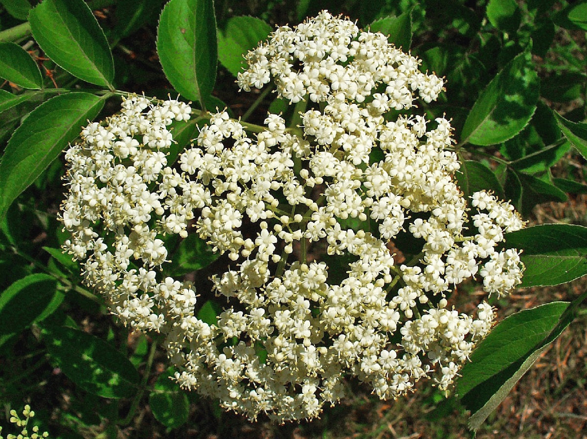 Elderberry Common - Sambucus canadensis