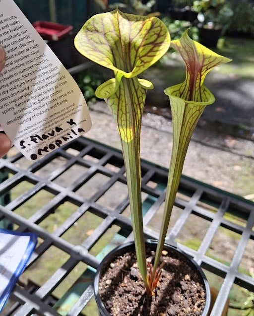 Sarracenia flava x oreophila - Yellow & Green Pitcher Plant