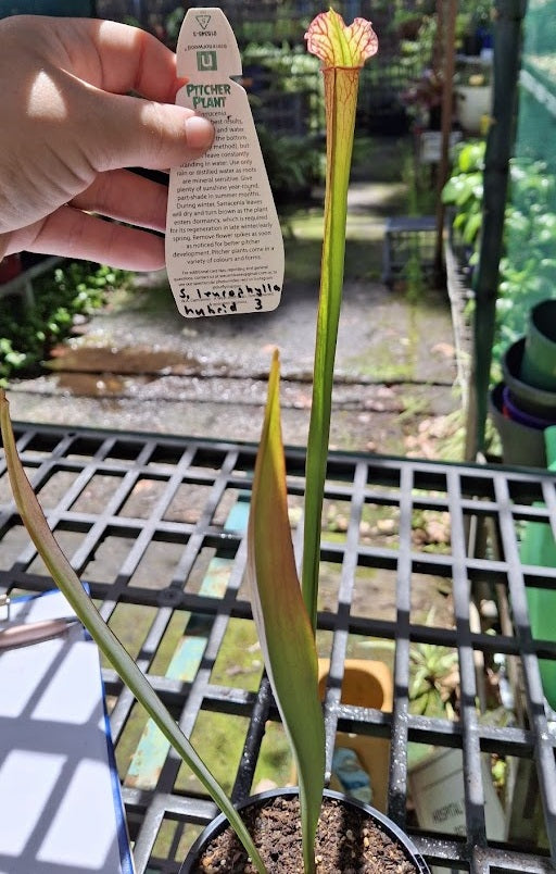Sarracenia leucophylla x hybrida - 3