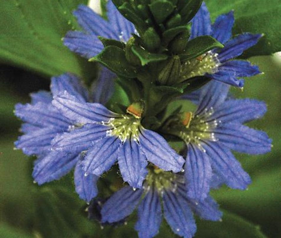 Scaevola nitida - AUSSIE SPIRIT - Shining Fan-Flower