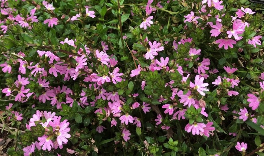 Scaevola aemula - FAIRY PINK - Fairy Fan-Flower Hanging Basket