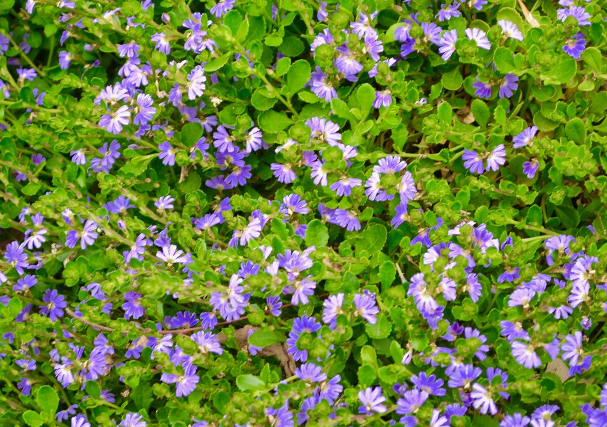Scaevola aemula - MAUVE CLUSTERS - Fairy Fan-Flower