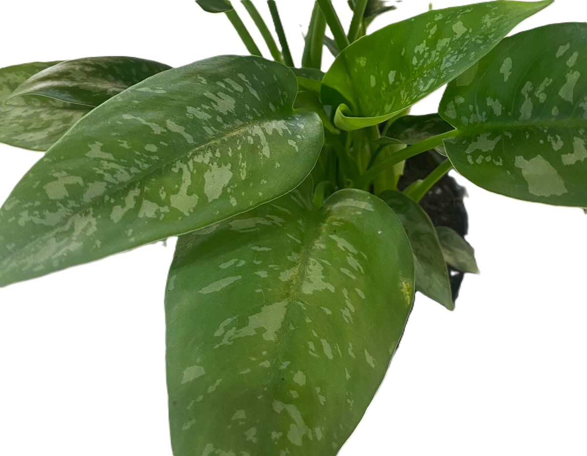 Schismatoglottis wallichii - SPOTTY