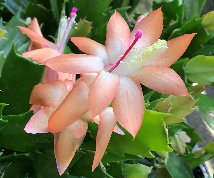 Schlumbergera - PEACH - Zygocactus