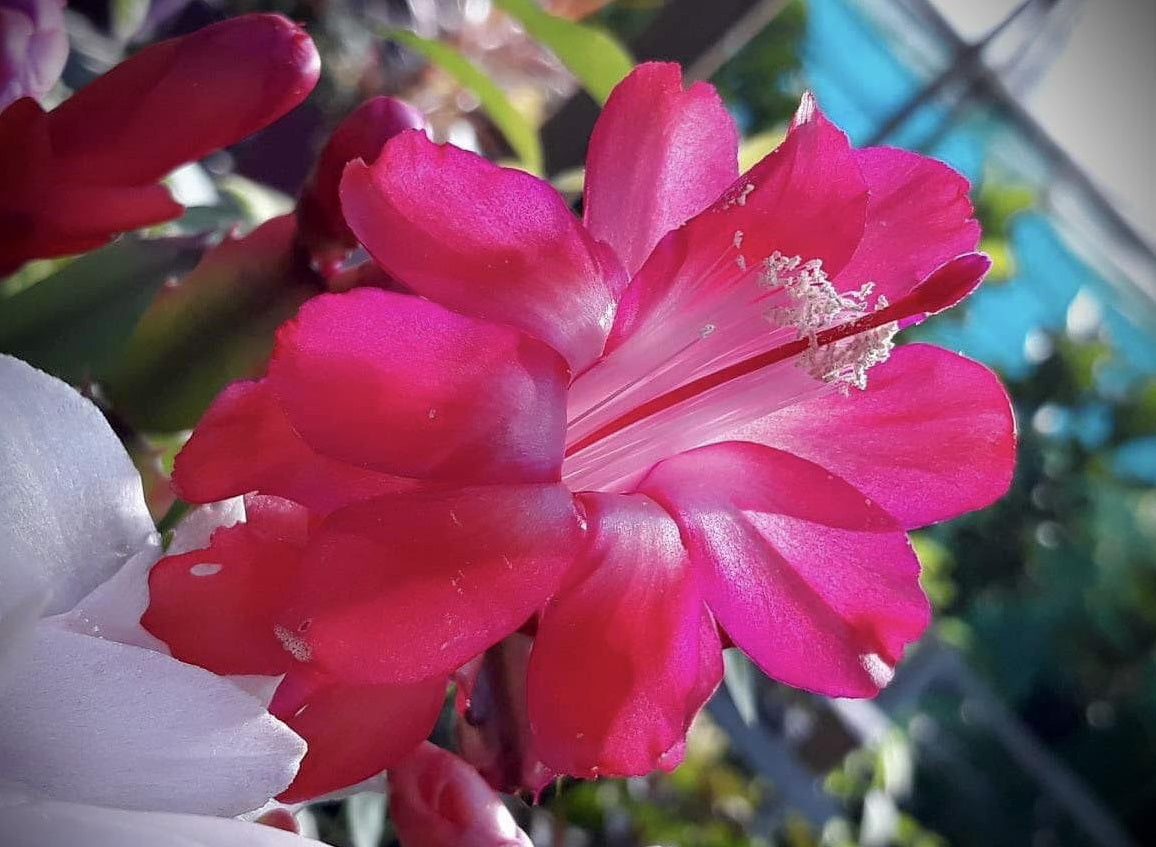 Schlumbergera - THOR JASMIN - Zygocactus
