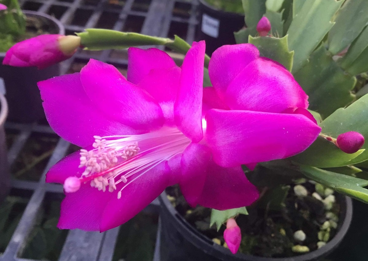 Schlumbergera - THOR SHARON - Zygocactus