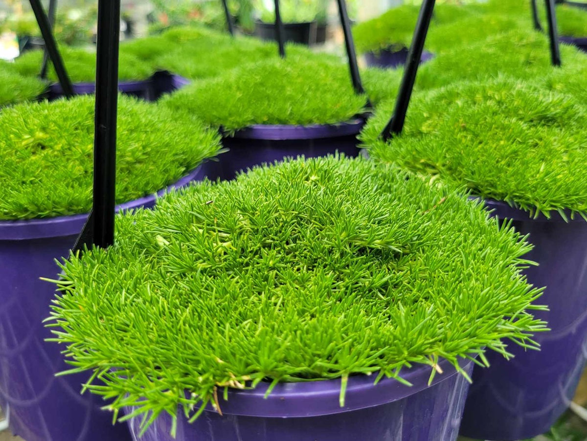 Scleranthus biflorus - LIME LAVA - Cushion Bush