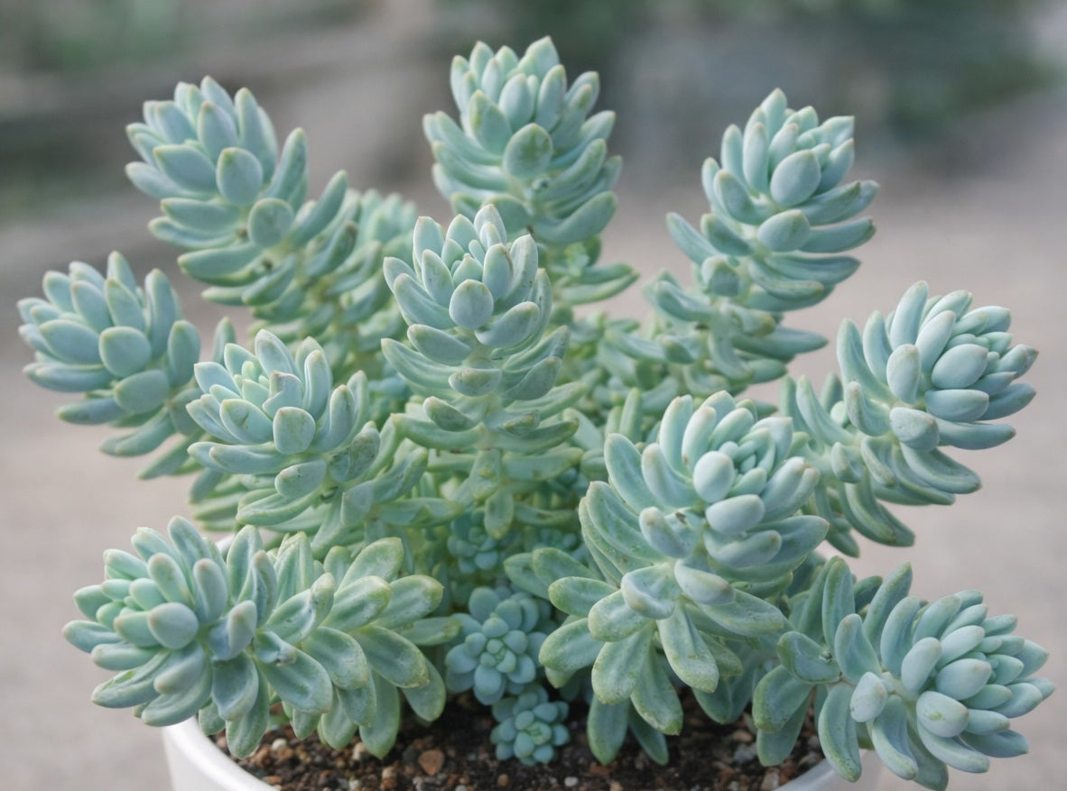 Sedum treleasei - HAREN - Stonecrop