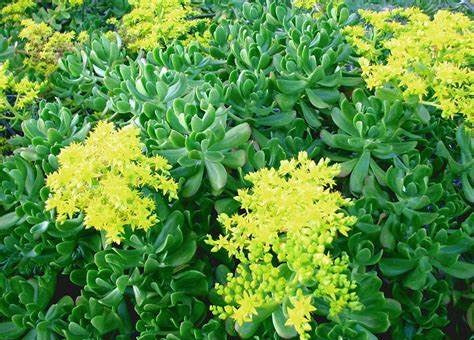 Sedum praealtum - Green Cockscomb Hanging Basket