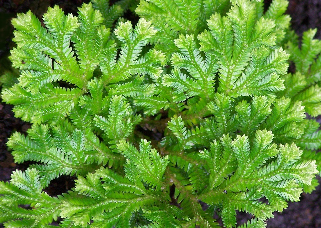 Selaginella martensii - Variegated Spikemoss