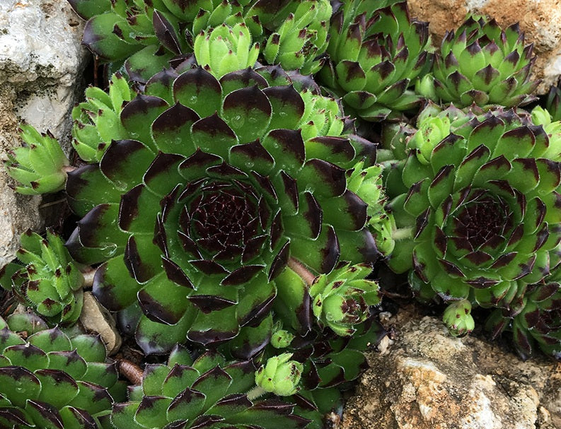 Sempervivum - APPLETINI - Houseleek