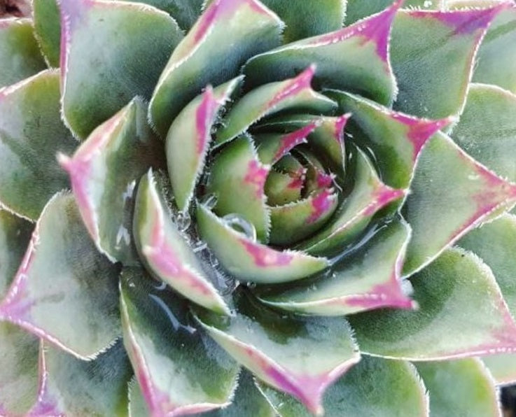 Sempervivum - BLUE BOY - Houseleek