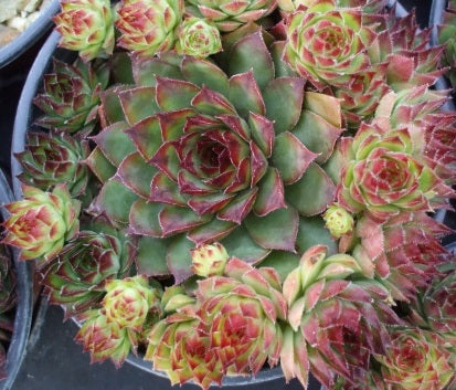 Sempervivum tectorum - BRONCO - Houseleek