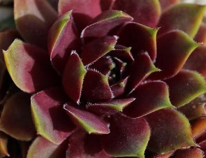 Sempervivum - GEORGIA ROWAN - Houseleek