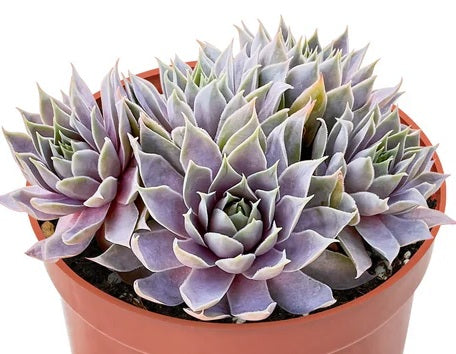 Sempervivum - GREY LADY - Houseleek
