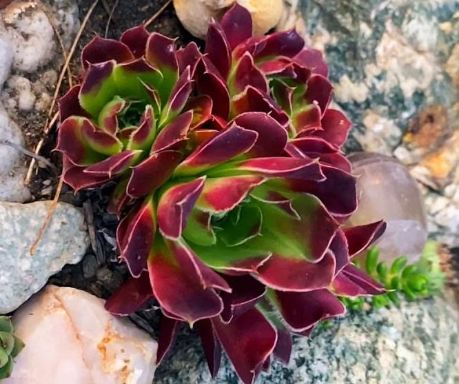 Sempervivum calcareum - GUILLAUMES - Roof Houseleek