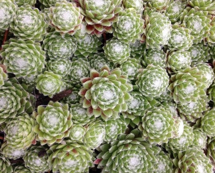 Sempervivum - HAIRY BALLS - Houseleek