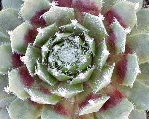 Sempervivum tectorum - JADE ROSE - Houseleek