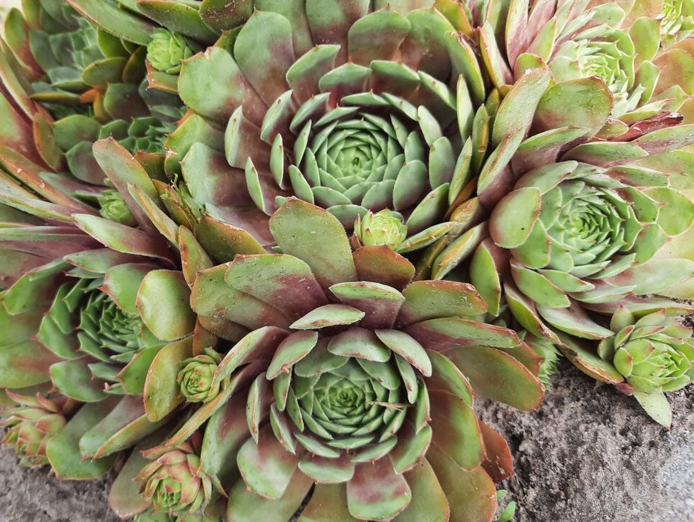 Sempervivum - JUNGLE FIRES - Houseleek