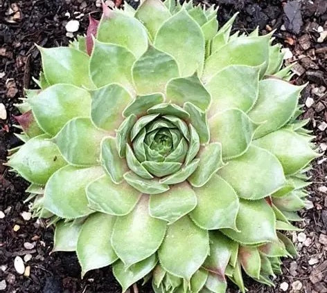 Sempervivum - MARLAND BEAUTY - Houseleek
