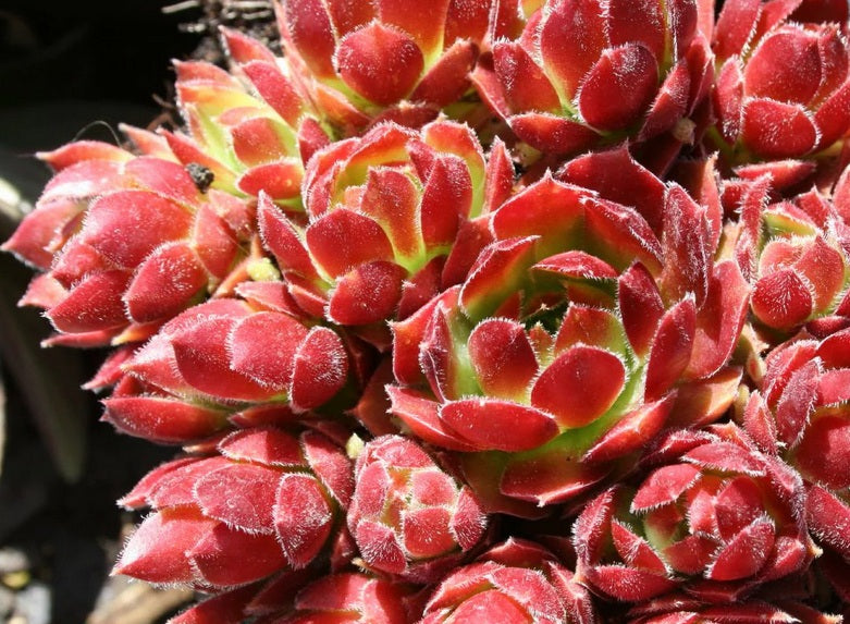 Sempervivum - MORE HONEY - Houseleek