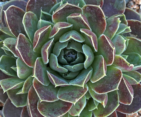 Sempervivum heuffelii - PURPLE HAZE - Houseleek