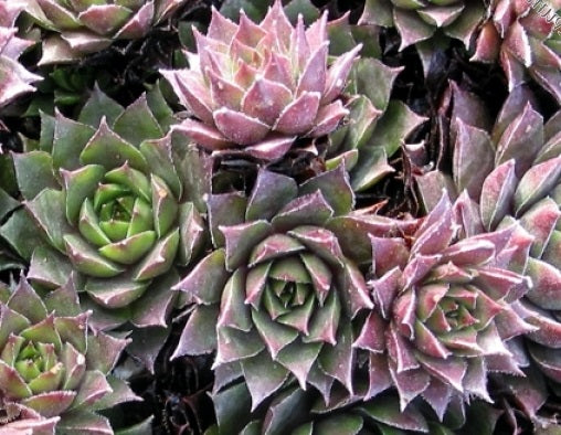Sempervivum - SLABBERS SEEDLING - Houseleek