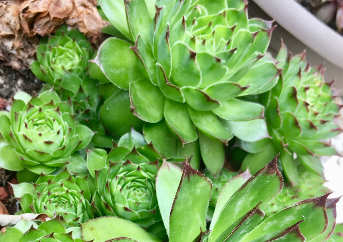 Sempervivum tectorum - Houseleek