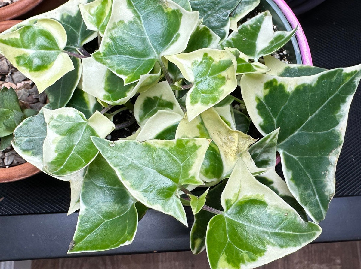 Senecio macroglossus - Natal Ivy