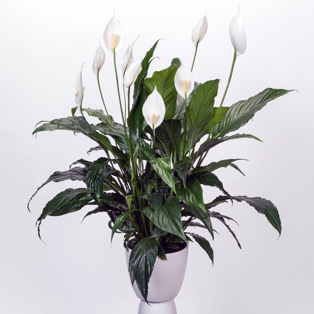 Spathiphyllum - SWEET CHICO - Peace Lily