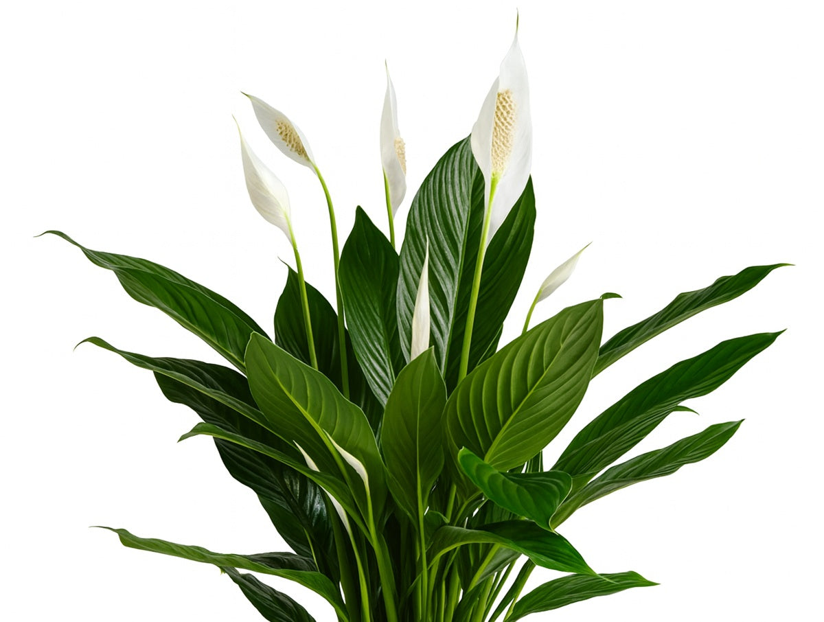 Spathiphyllum - FLOWER BUNCH - Peace Lily