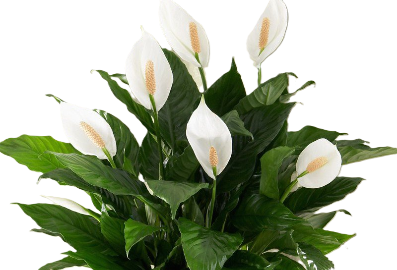 Spathiphyllum - SUPER PETITE - Peace Lily