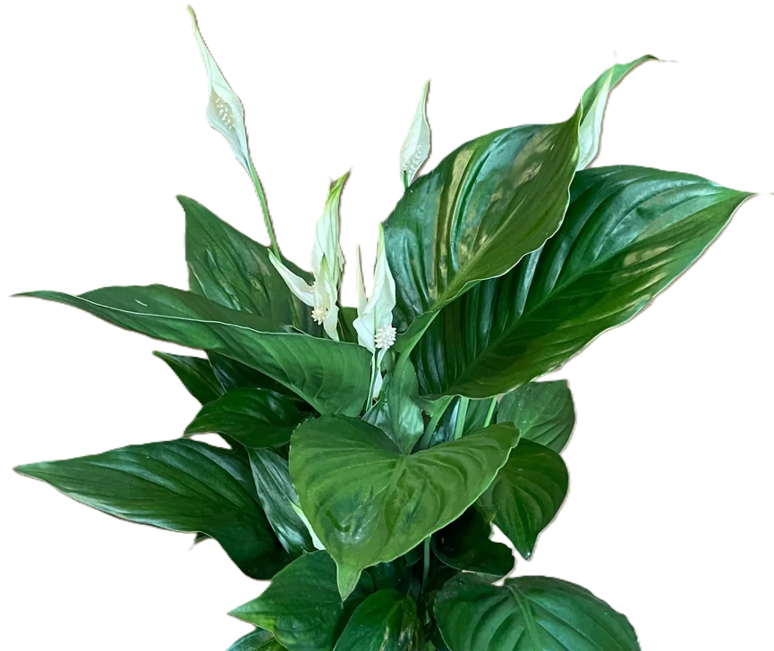 Spathiphyllum - SWEET MARIO - Peace Lily