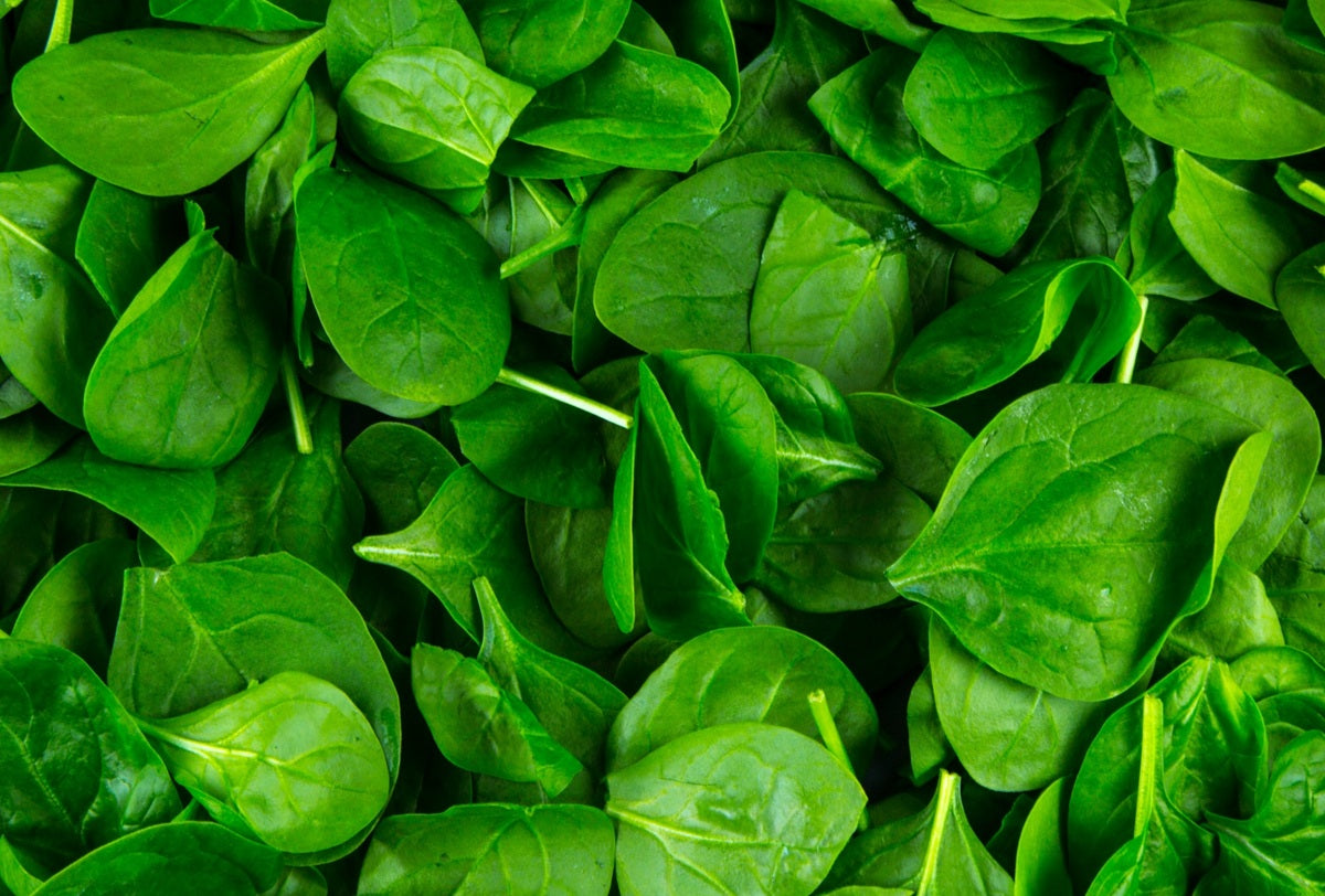 Spinach Perpetual Beet - Baby - Beta vulgaris
