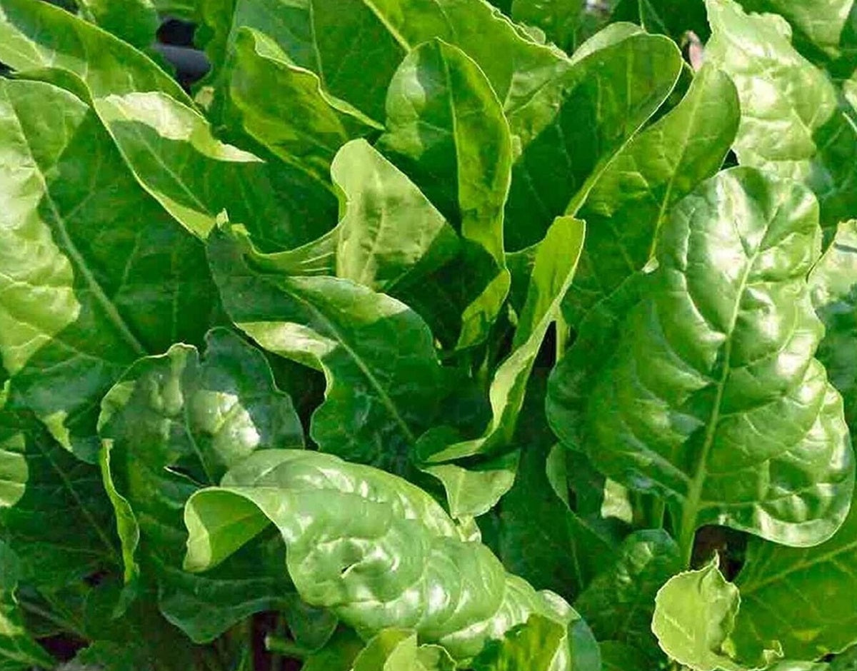 Spinach Perpetual Beet - Beta vulgaris