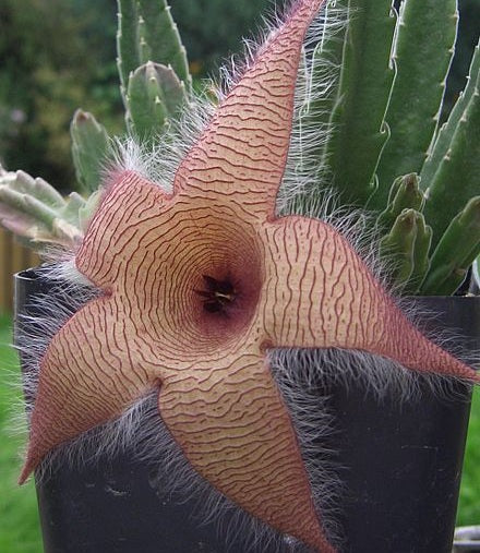 Stapelia gigantea - Zulu Giant
