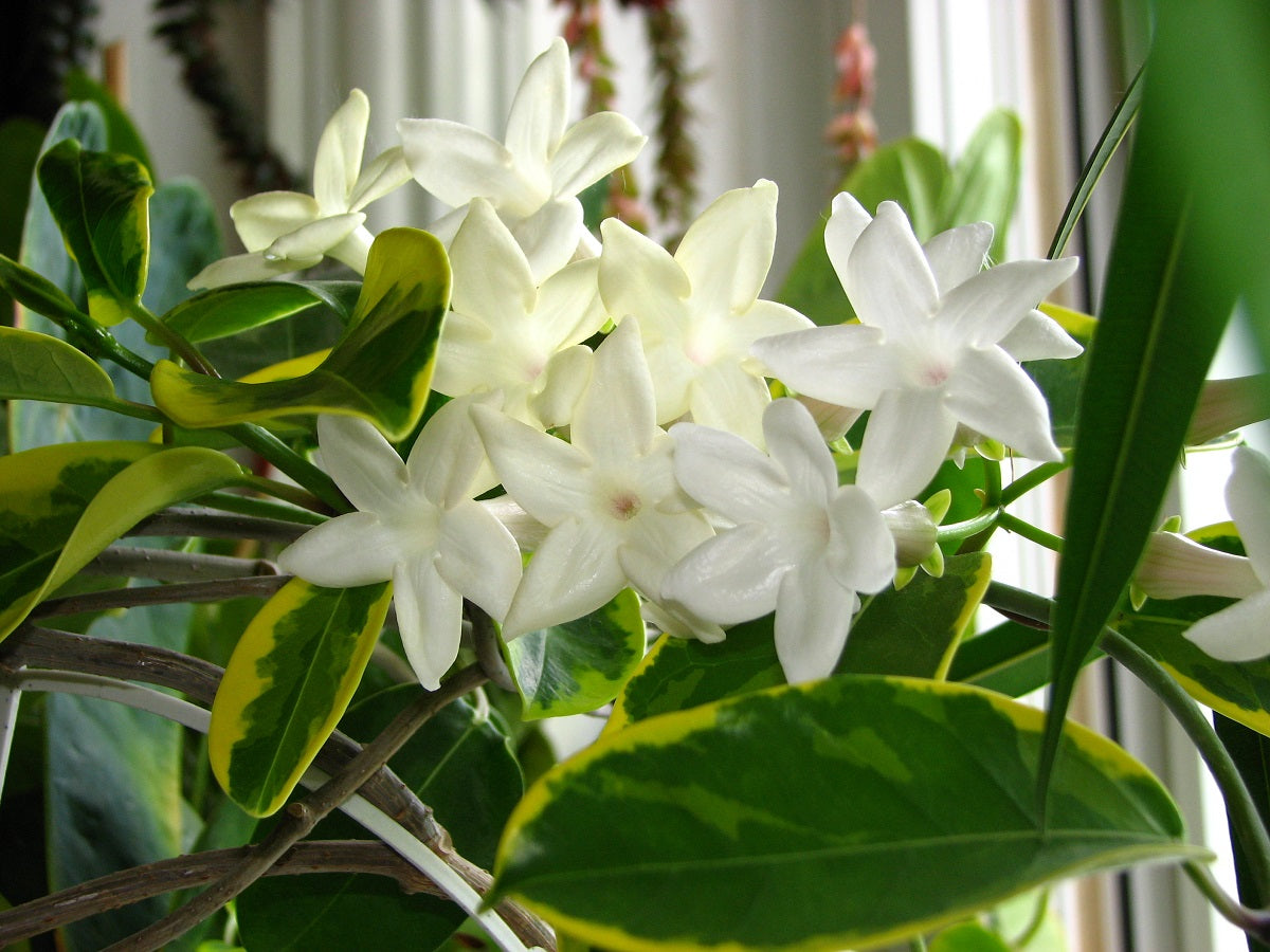 Stephanotis floribunda