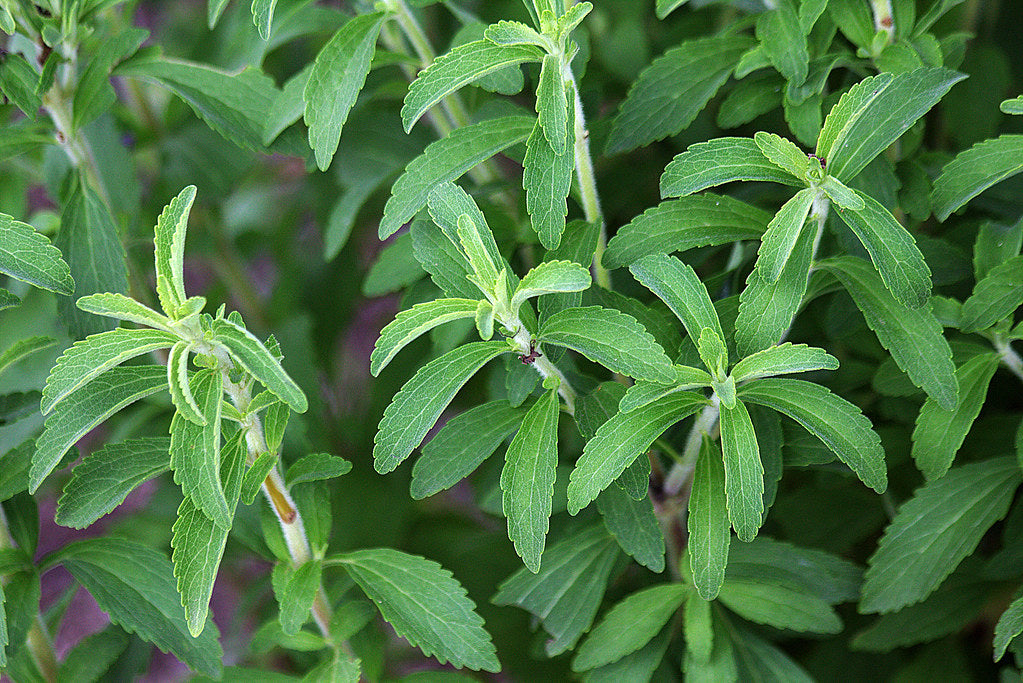 Stevia rebaudiana - Candyleaf Sugar Substitute Plant