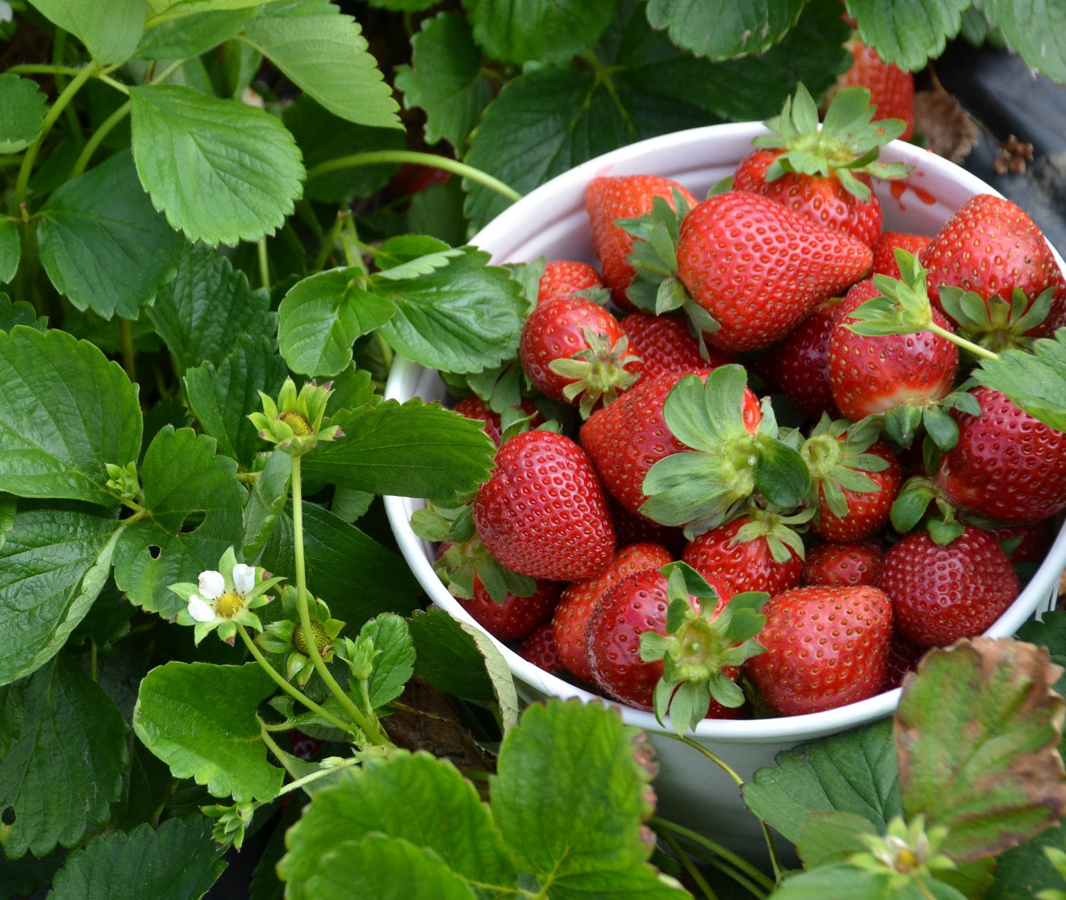Strawberry - Fragaria x ananassa
