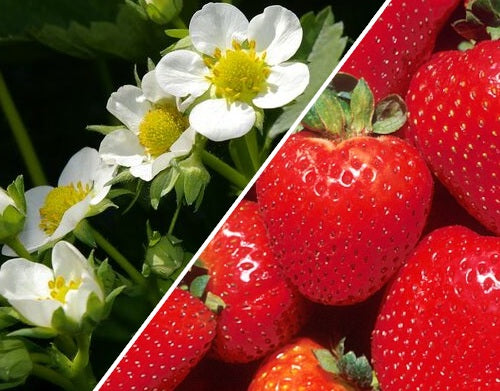 Strawberry - FLOWERING WHITE - Fragaria x ananassa