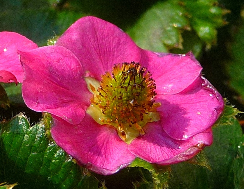 Strawberry - FLOWERING PINK - Fragaria x ananassa