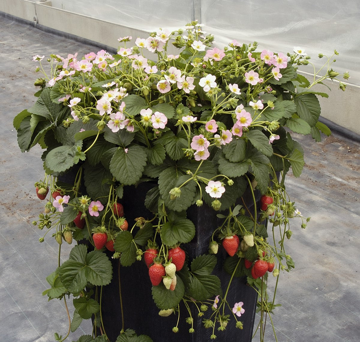 Strawberry - ROMAN - Fragaria x ananassa