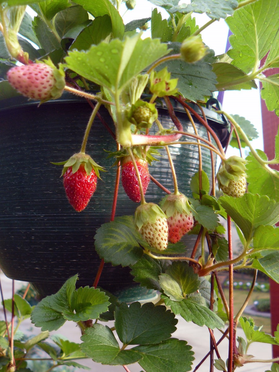 Strawberry - ROMAN - Fragaria x ananassa