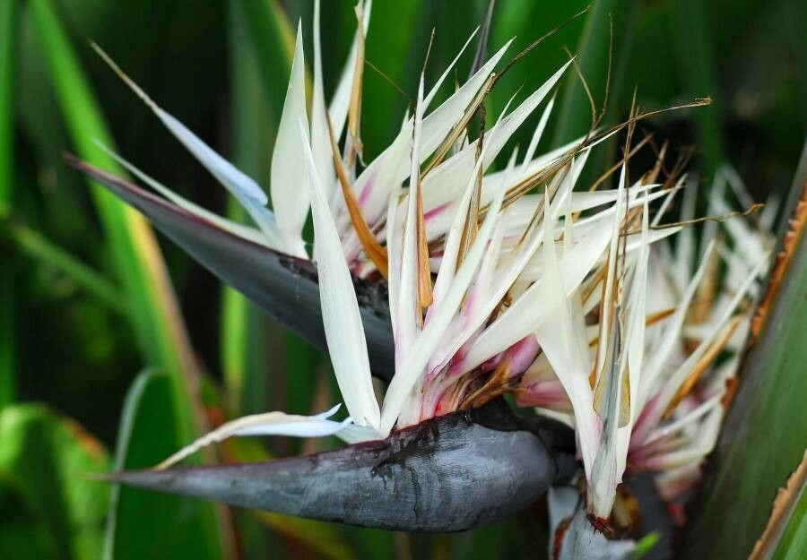 Strelitzia nicolai - Giant White Bird of Paradise