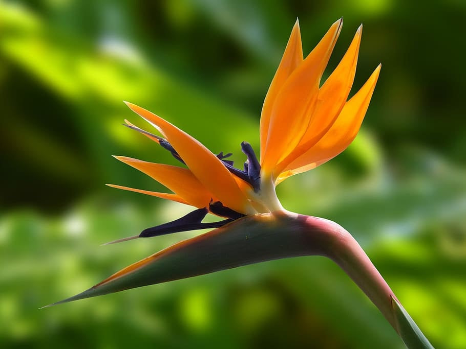Strelitzia reginae - Bird of Paradise