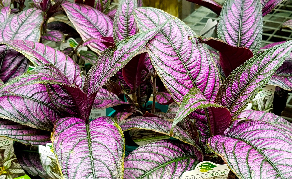 Strobilanthes dyeriana - Persian Shield