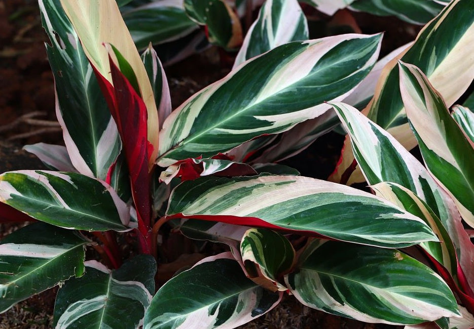 Stromanthe thalia - TRICOLOUR