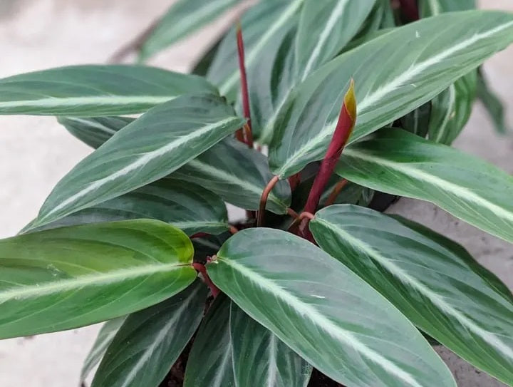 Stromanthe thalia