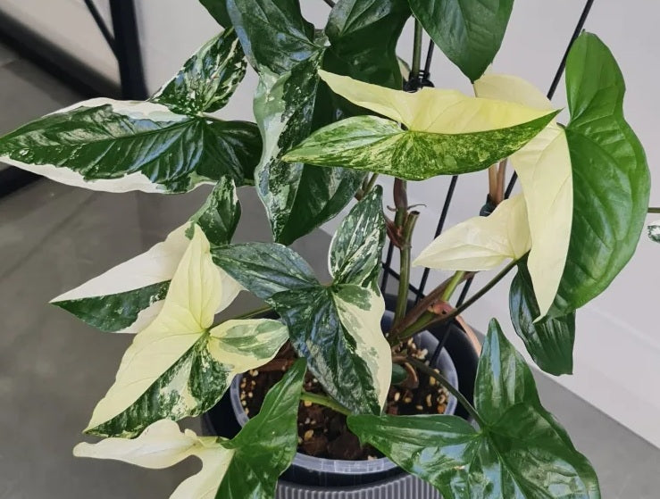 Syngonium podophyllum - Variegated FANTASY