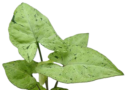 Syngonium podophyllum - FRECKLES